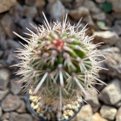 大人気 武倫柱 柱サボテン　の画像