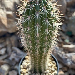 大人気 武倫柱 柱サボテン　の画像