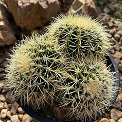 金鯱群生株　3分頭株の画像