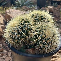 金鯱群生株　3分頭株の画像