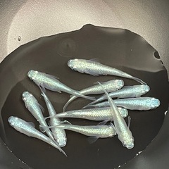 受付中🔴若魚～成魚10匹 みゆき　幹之　フルボディ 青 鉄仮面 メダカ シルバー キラキラ 初心者の方に育てやすい 強い メダカの画像