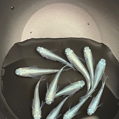受付中🔴若魚～成魚10匹 みゆき　幹之　フルボディ 青 鉄仮面 メダカ シルバー キラキラ 初心者の方に育てやすい 強い メダカの画像