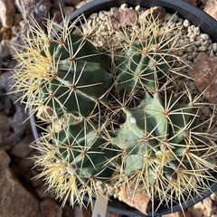 王冠竜群生株　4分頭株の画像