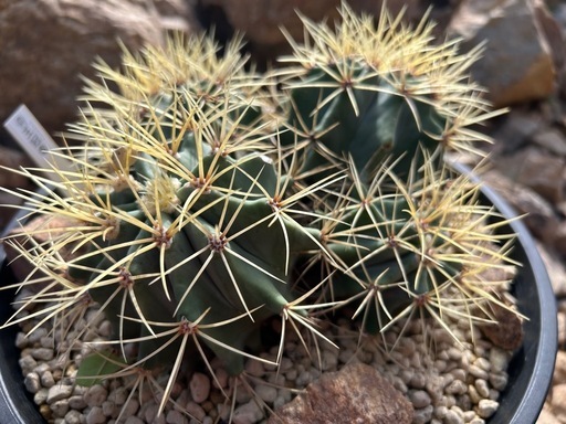 王冠竜群生株　4分頭株