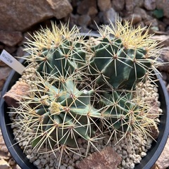 王冠竜群生株　4分頭株の画像