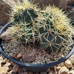 王冠竜群生株　4分頭株の画像