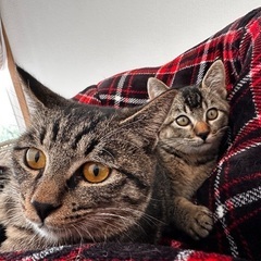 生後4〜6ヶ月くらい　人懐っこい可愛い男の子の猫ちゃんです🐱里親...