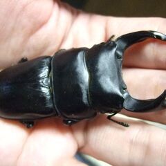 京都府産オオクワガタ F2 ♂74.6ミリ♀48.5ミリ　ペアの画像