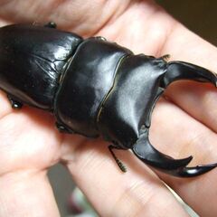 京都府産オオクワガタ F2 ♂74.6ミリ♀48.5ミリ　ペアの画像