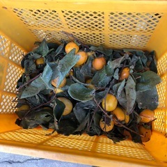 自家製渋柿‼️干し柿用‼️5つ￥100⭕️ の画像