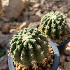 希少　短棘金鯱　の画像