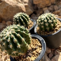 希少　短棘金鯱　の画像