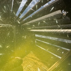 みゆき　稚魚　差し上げます　体長1.2〜1.5位の画像