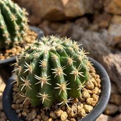 希少　短棘金鯱　の画像