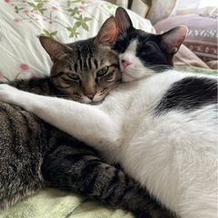 🐾【福岡市】仲良しキジトラ＆ハチワレ🐱🐱 優しくて甘えん坊な2匹...