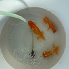  3匹セットらんちゅう 熱帯魚の画像