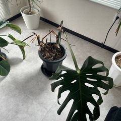 モンステラの画像