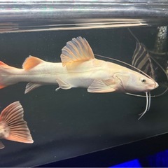 スケルトンレッドテールキャットの画像