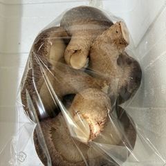 マッスルしいたけ(復刻版)
の画像