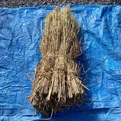 [減農薬　わら］　10束　🌾の画像