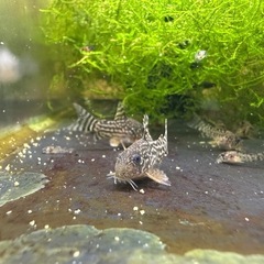 🐠コリドラス ステルバイ  ±2〜2.5㎝ 1匹200円【在庫5匹】自家繁殖個体　No.05の画像