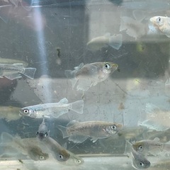 エメキン　メダカ　めだかの画像