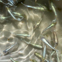 エメキン　メダカ　めだかの画像