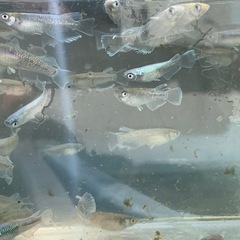 エメキン　メダカ　めだかの画像