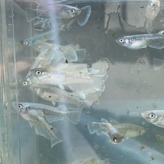 エメキン　メダカ　めだかの画像
