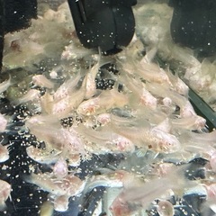 🐠コリドラス アエネウス アルビノ 白コリドラス  全長±2〜2.5㎝ 1匹100円【在庫20匹】自家繁殖個体 No.10の画像