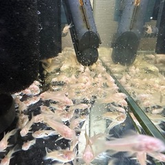 🐠コリドラス アエネウス アルビノ 白コリドラス  全長±2〜2.5㎝ 1匹100円【在庫20匹】自家繁殖個体 No.10の画像