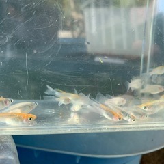 ユリシスRLF メダカ　めだかの画像