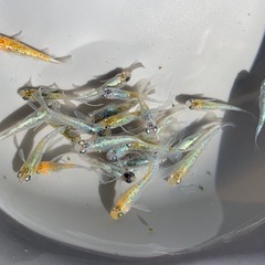 ユリシスRLF メダカ　めだかの画像