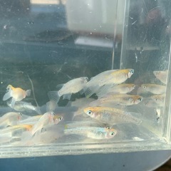 ユリシスRLF メダカ　めだかの画像