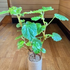 観葉植物　ベゴニアとガラス製鉢カバーポットの画像