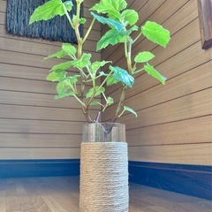 観葉植物　ベゴニアとガラス製鉢カバーポットの画像