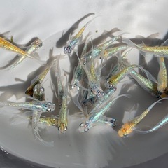 ユリシスRLF メダカ　めだかの画像