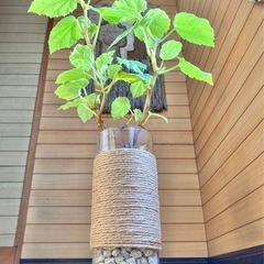 観葉植物　ベゴニアとガラス製鉢カバーポットの画像