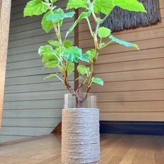 観葉植物　ベゴニアとガラス製鉢カバーポットの画像