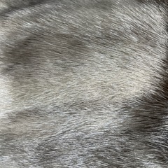ミンクのショールの画像