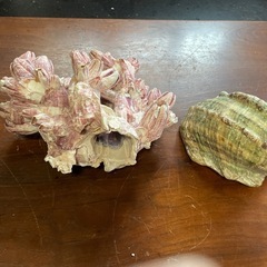 貝の置物2個の画像