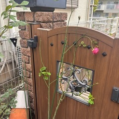 バラ鉢付き　ストロベリースイング　、マイスタージンガー　の画像