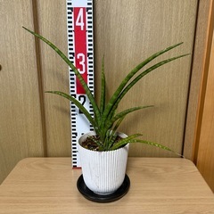 観葉植物 サンスベリア ミカドの画像