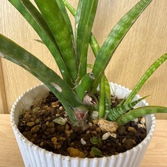 観葉植物 サンスベリア ミカドの画像