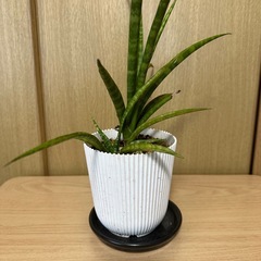 観葉植物 サンスベリア ミカドの画像