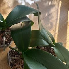 胡蝶蘭　苗　3鉢　　の画像