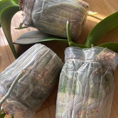 胡蝶蘭　苗　3鉢　　の画像