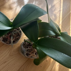 胡蝶蘭　苗　3鉢　　の画像