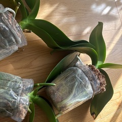 胡蝶蘭　苗　3鉢　　の画像