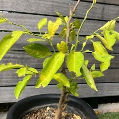 レモンの木の画像